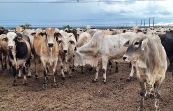 PROPOSTA BILIONÁRIA: Gigante do Agro Avalia Proposta de Compra e Movimenta Mercado Pecuário