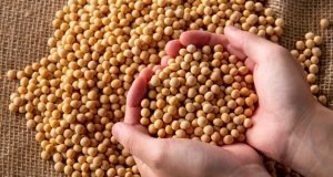 Soja dispara e mercado reage a fatores inesperados