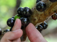 Brasil tem 3 das melhores frutas do mundo. Veja ranking completo