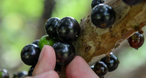 Brasil tem 3 das melhores frutas do mundo. Veja ranking completo