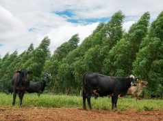 Pecuária Sustentável de MT Regenera Área Equivalente a 5,8 Mil Campos de Futebol e Pode Gerar R$ 921,2 Milhões para a Economia