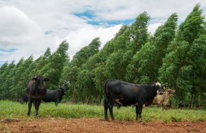 Pecuária Sustentável de MT Regenera Área Equivalente a 5,8 Mil Campos de Futebol e Pode Gerar R$ 921,2 Milhões para a Economia