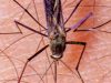 Mosquito da malária dribla inseticidas e preocupa