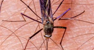Mosquito da malária dribla inseticidas e preocupa