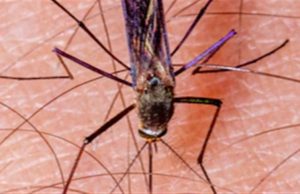 Mosquito da malária dribla inseticidas e preocupa