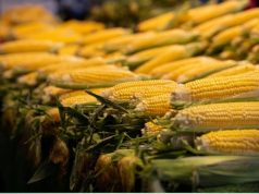 Compras gigantes mexem com preço do milho