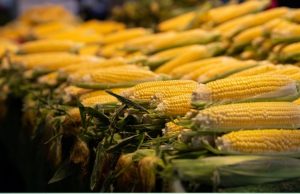 Compras gigantes mexem com preço do milho