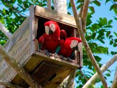 Após 200 anos, nascem primeiros filhotes da arara-vermelha-grande na Mata Atlântica