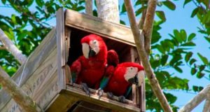Após 200 anos, nascem primeiros filhotes da arara-vermelha-grande na Mata Atlântica
