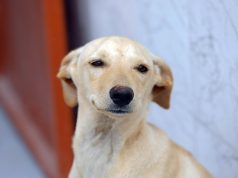 Lei cria regras para guarda compartilhada de animais de estimação em caso de separação de casais