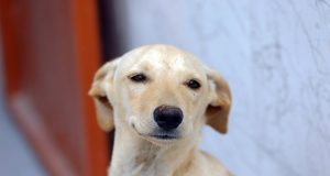 Lei cria regras para guarda compartilhada de animais de estimação em caso de separação de casais