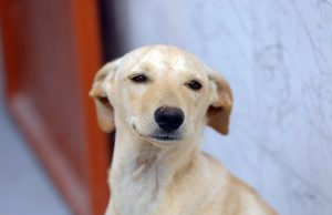 Lei cria regras para guarda compartilhada de animais de estimação em caso de separação de casais