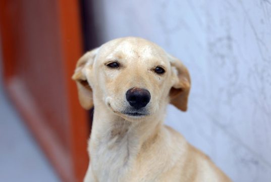 Lei cria regras para guarda compartilhada de animais de estimação em caso de separação de casais