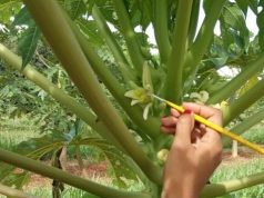 Do laboratório ao campo: Unemat desenvolve o “mamão do futuro”