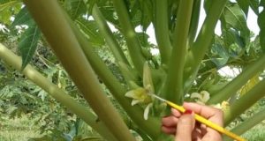 Do laboratório ao campo: Unemat desenvolve o “mamão do futuro”