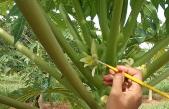 Do laboratório ao campo: Unemat desenvolve o “mamão do futuro”