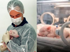 Primeiro porco clonado no Brasil nasce em SP e pode salvar milhares de vidas humanas