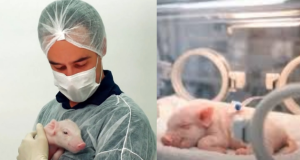 Primeiro porco clonado no Brasil nasce em SP e pode salvar milhares de vidas humanas