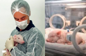 Primeiro porco clonado no Brasil nasce em SP e pode salvar milhares de vidas humanas