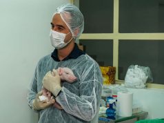 Porco clonado no Brasil: entenda a pesquisa e os próximos passos