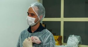 Porco clonado no Brasil: entenda a pesquisa e os próximos passos