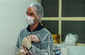 Porco clonado no Brasil: entenda a pesquisa e os próximos passos