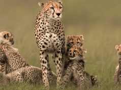 Vocês sabem quais as 10 mães mais protetoras do reino animal, e que elas fazem pelos filhotes?