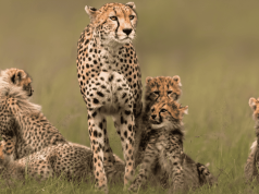 Vocês sabem quais as 10 mães mais protetoras do reino animal, e que elas fazem pelos filhotes?