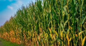 Ataque de lagartas preocupa produtores de milho