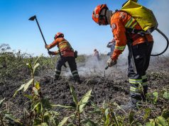 Inscrições para seletivo de brigadistas começam hoje (16/06) e tem vagas para Colíder