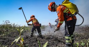 Inscrições para seletivo de brigadistas começam hoje (16/06) e tem vagas para Colíder