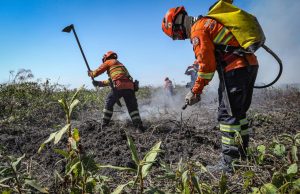 Inscrições para seletivo de brigadistas começam hoje (16/06) e tem vagas para Colíder