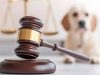 NORTÃO MT: morador é preso em Nova Canaã após matar cachorro e ser flagrado enforcando outro