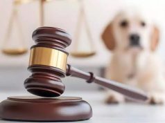NORTÃO MT: morador é preso em Nova Canaã após matar cachorro e ser flagrado enforcando outro