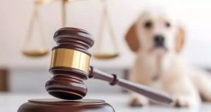 NORTÃO MT: morador é preso em Nova Canaã após matar cachorro e ser flagrado enforcando outro