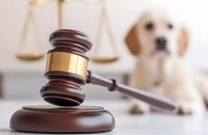 NORTÃO MT: morador é preso em Nova Canaã após matar cachorro e ser flagrado enforcando outro
