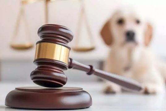 NORTÃO MT: morador é preso em Nova Canaã após matar cachorro e ser flagrado enforcando outro