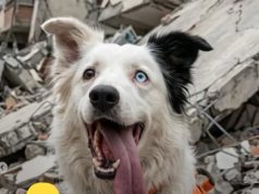 Cão Tsunami já localizou e salvou 12 soterrados pelo terremoto duplo na Venezuela; número de mortos subiu para 1.450