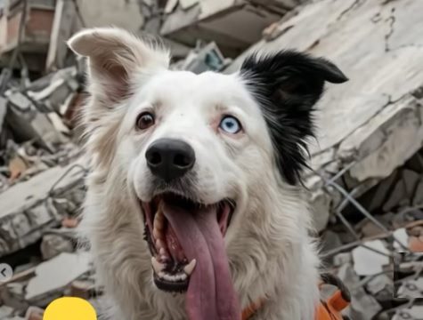 Cão Tsunami já localizou e salvou 12 soterrados pelo terremoto duplo na Venezuela; número de mortos subiu para 1.450