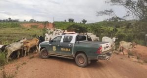Justiça Federal em MT Anula Multa Milionária do IBAMA Após Perícia Apontar Erro grave; produtores indignados