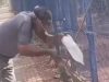 VÍDEO: Ao dar água a lagarto teiú homem é mordido e perde parte do dedo