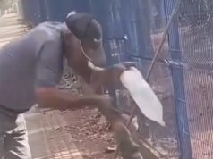 VÍDEO: Ao dar água a lagarto teiú homem é mordido e perde parte do dedo