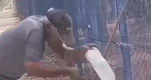 VÍDEO: Ao dar água a lagarto teiú homem é mordido e perde parte do dedo