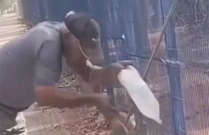VÍDEO: Ao dar água a lagarto teiú homem é mordido e perde parte do dedo