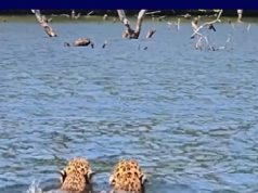 Raro espetáculo da natureza: duas onças-pintadas são flagradas nadando próximo à Usina Colíder.Vídeo