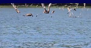 Raro espetáculo da natureza: duas onças-pintadas são flagradas nadando próximo à Usina Colíder.Vídeo