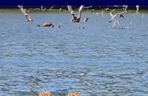 Raro espetáculo da natureza: duas onças-pintadas são flagradas nadando próximo à Usina Colíder.Vídeo