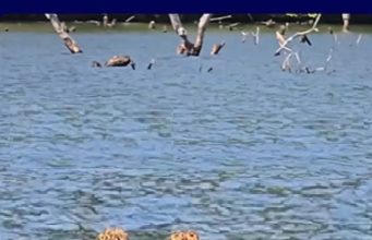 Raro espetáculo da natureza: duas onças-pintadas são flagradas nadando próximo à Usina Colíder.Vídeo