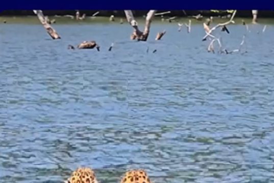 Raro espetáculo da natureza: duas onças-pintadas são flagradas nadando próximo à Usina Colíder.Vídeo