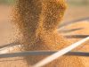 Mercados agrícolas abrem semana em alta